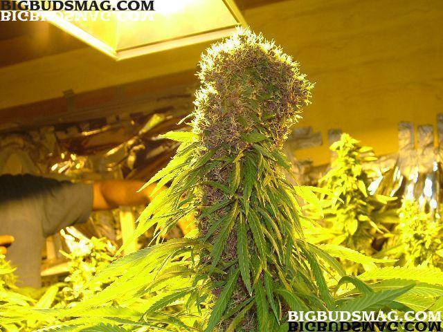 indoor_medical_marijuana_lighting